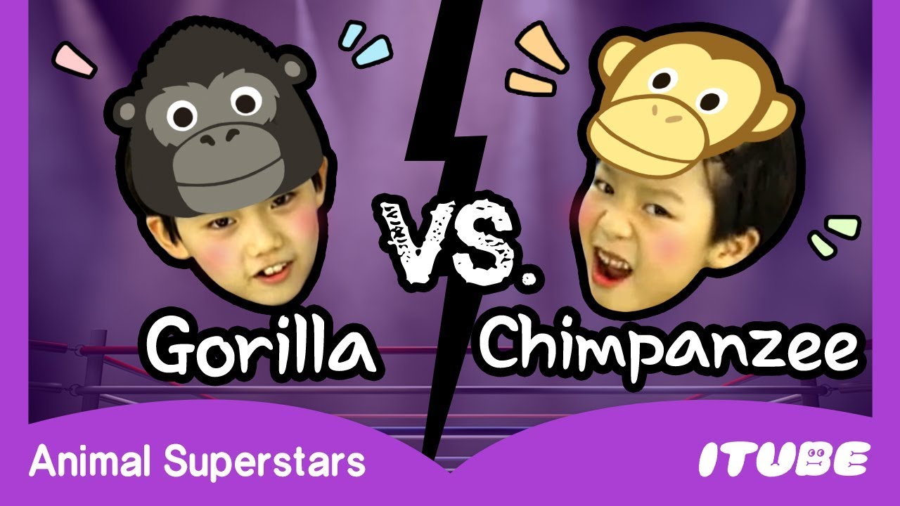 Gorilla vs. Chimpanzee | Animal Superstars | Animal Dance Song | Nursery Rhymes & Kids Songs