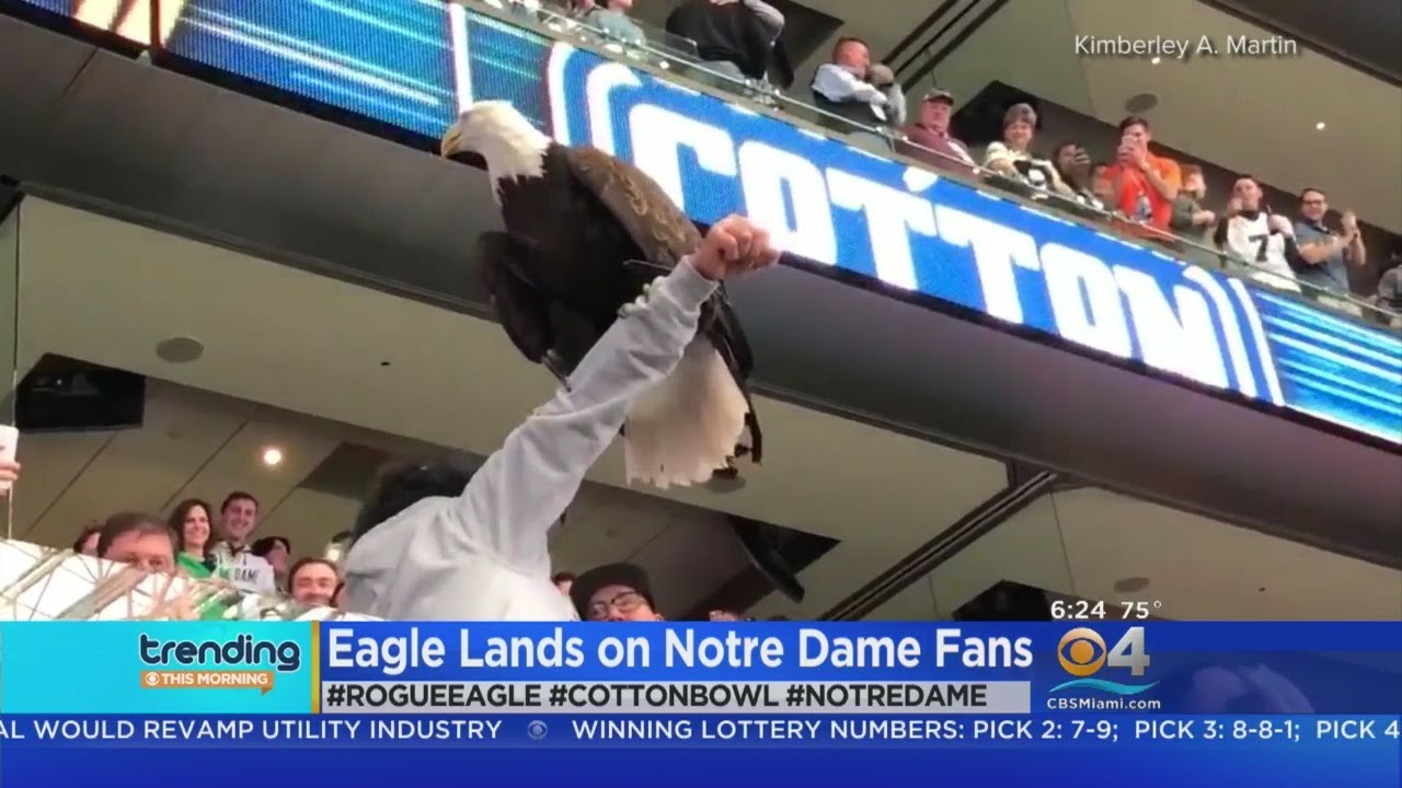Trending: Cotton Bowl Eagle