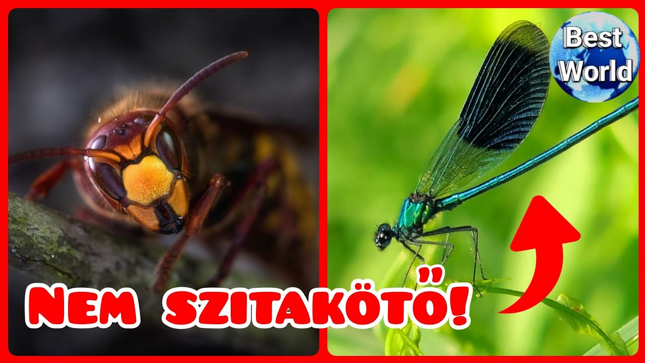 A komplex ROVAR RENDSZERTAN - egyszerűen