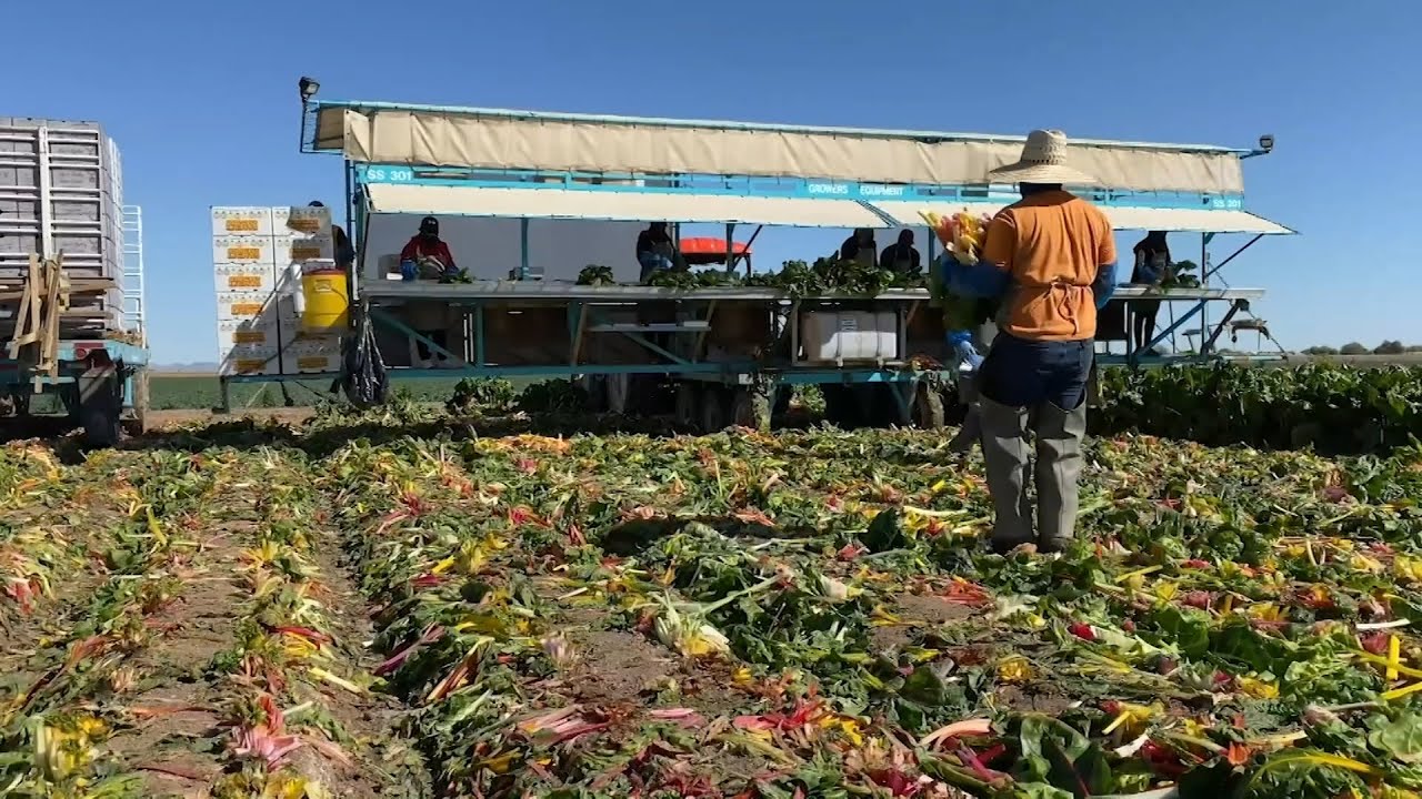 Yuma Farm Business | Cronkite News
