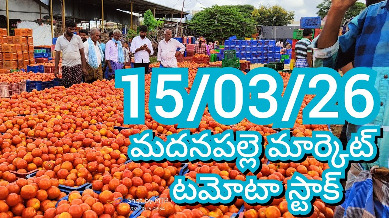 15-03-26 Madanapalle Tomato Market price Today || Today Tomato Market Rate in Madanapalle #today
