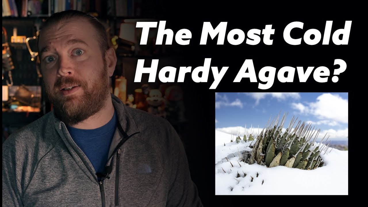 Is Agave Utahensis the Most Cold Hardy Agave in the World?