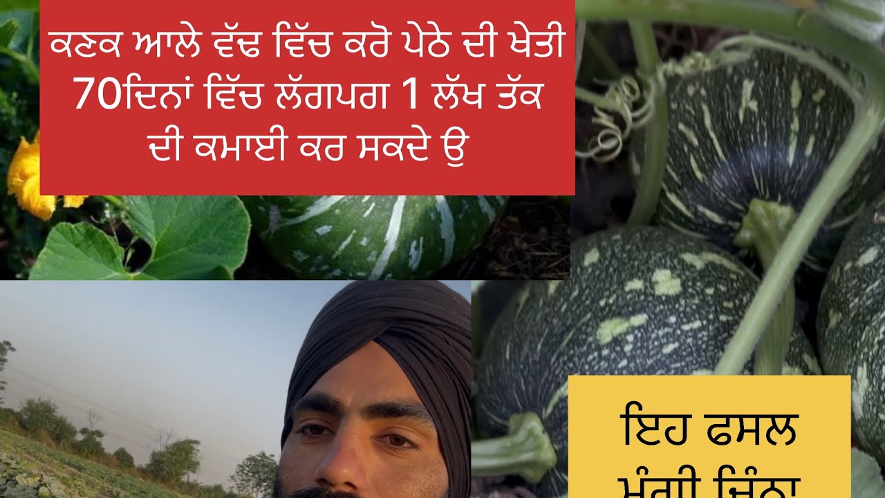 ਝੋਨੇ ਦੀ ਫਸਲ ਤੋ ਪਹਿਲਾ ਕਰੋ ਪੇਠੇ ਦੀ ਖੇਤੀ  pumpkin farming