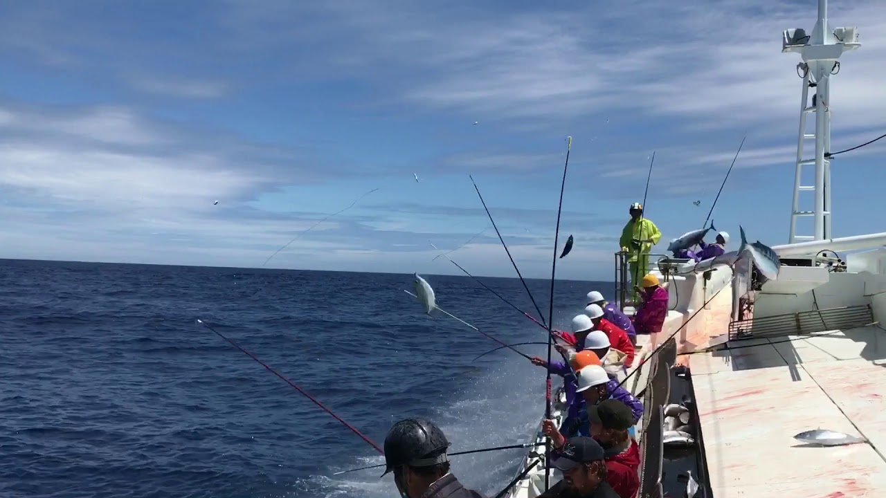 カツオ一本釣り