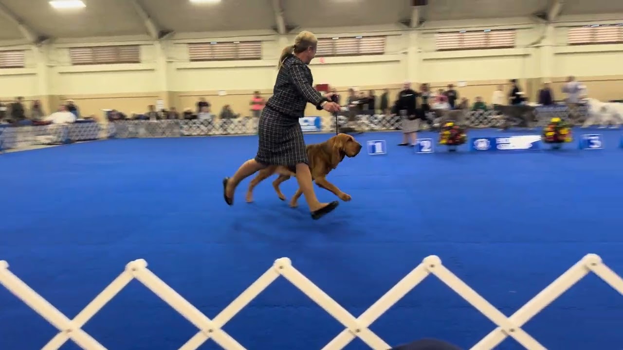 Remy gets 2nd place in the Hound Group at the Silver Bay Kennel Club Show in Del Mar. Part 2 of 2