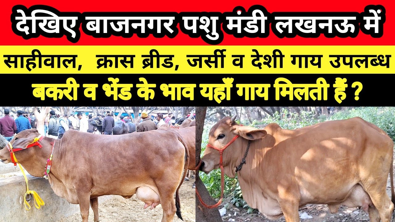 देखिए बाजनगर पशु बाजार में बकरी के भाव गाय मिल रहीं  न मानो तो पूरा विडियो देखो | bajnagar mandi