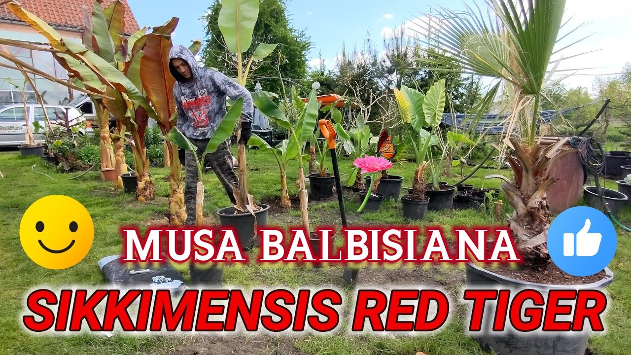 Banan Musa sikkimensis red tiger i musa balbisiana. Sadzenie do gruntu, co z bananami po zimie ?