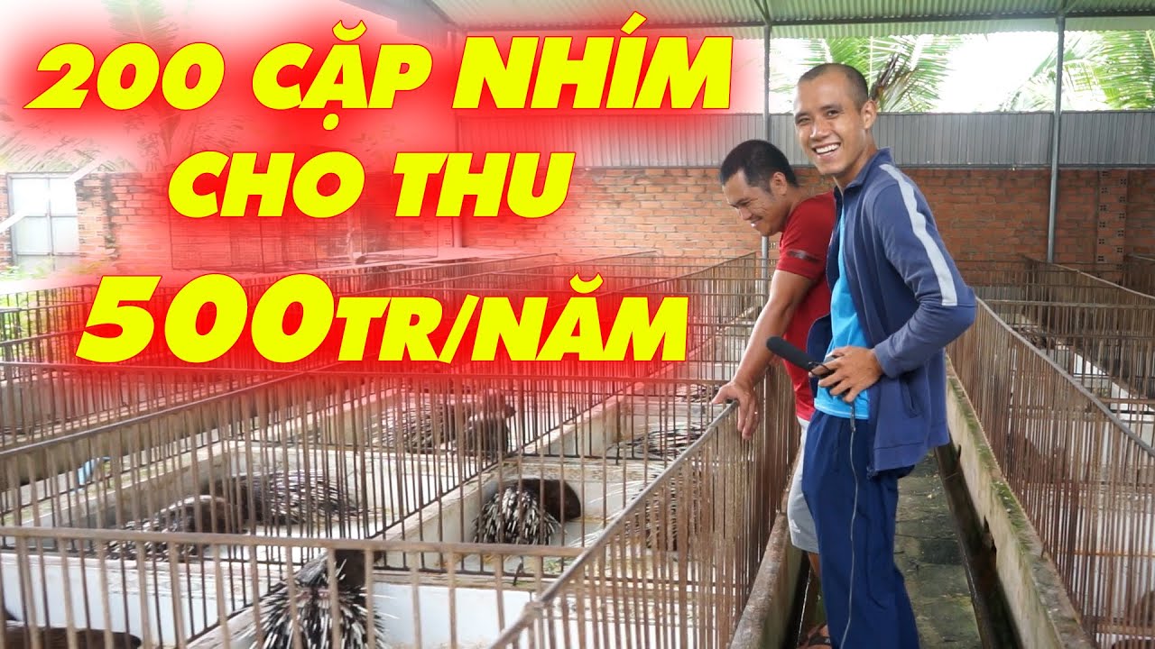 Đồng Nai | anh nông dân kiếm 500Tr/năm nhờ nuôi 200 cặp nhím sinh sản