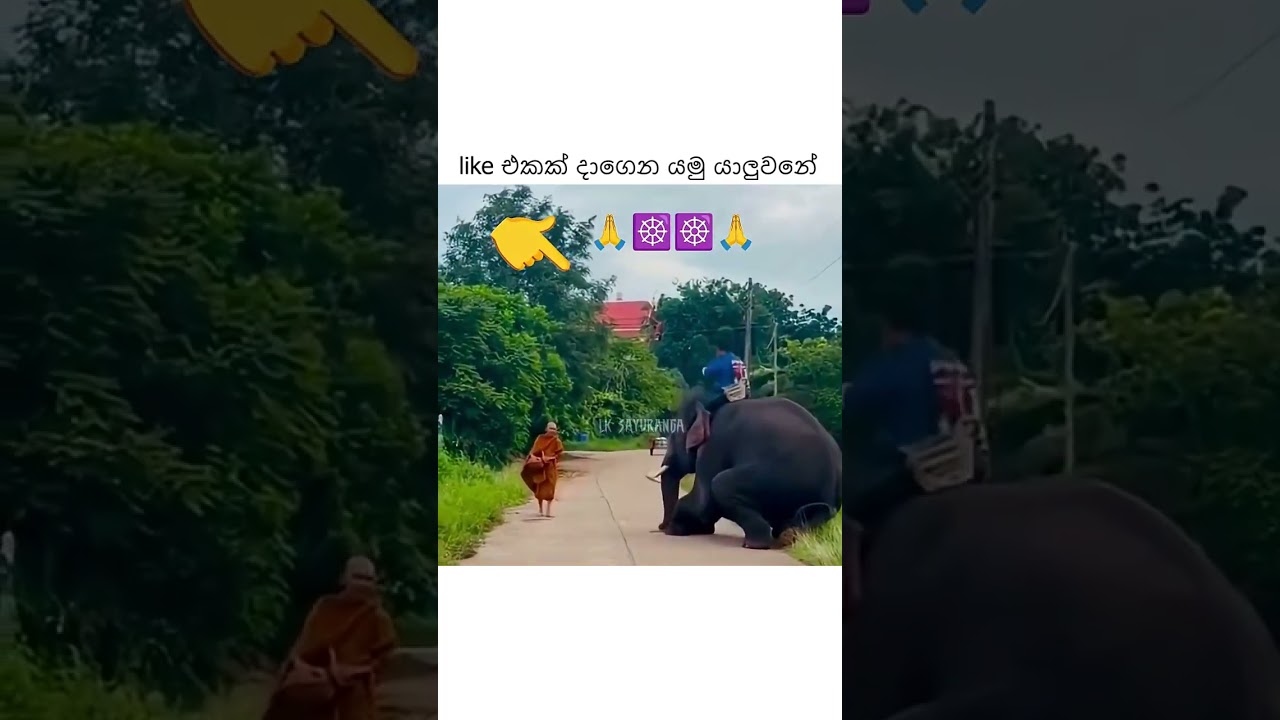 අදහගන්නම බැරි සිදුවීමක්🙏🐘