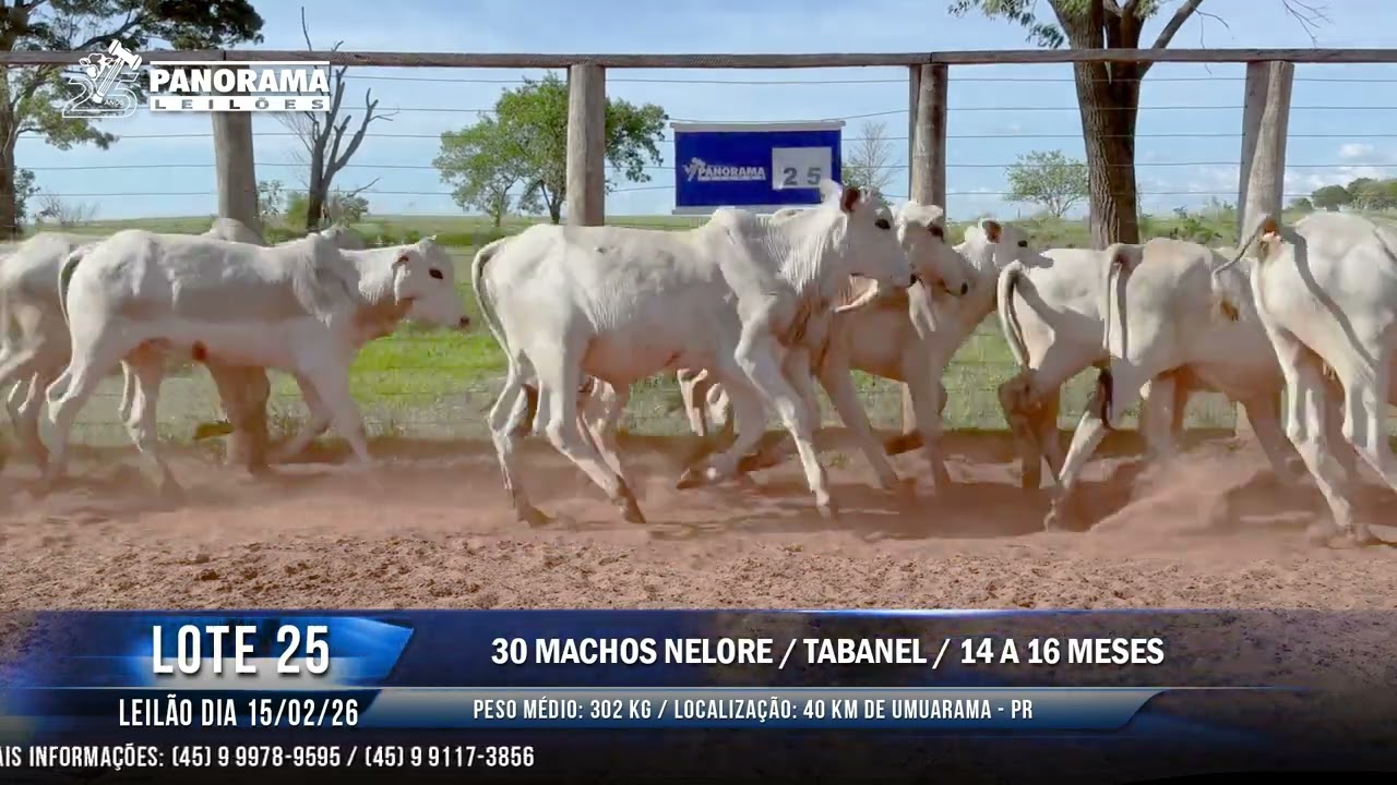 LOTE 25
