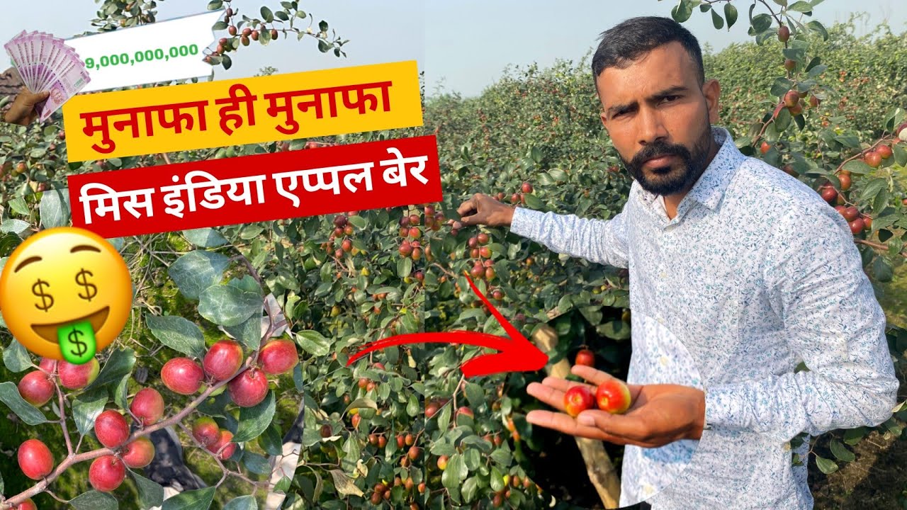मिस इंडिया एप्पल बेर-मुनाफा ही मुनाफा | Miss India Apple Ber Plantation | Thai Green Ber Comparison