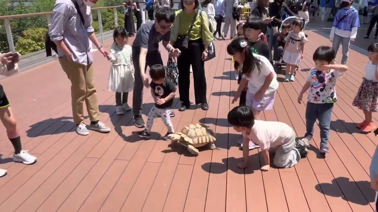 お台場カメのＧＯちゃん　ロボット疑惑？　African spurred tortoise in Odaiba
