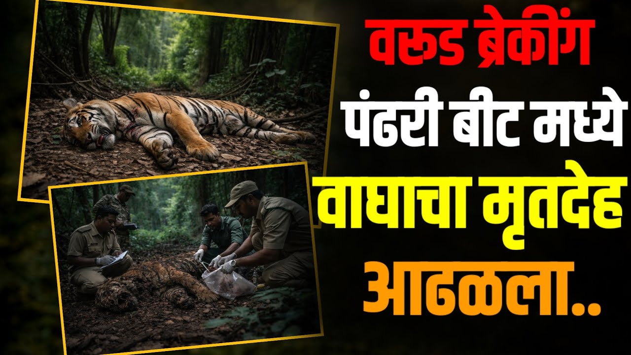 #warud | वरूड वनपरीक्षेत्रातील पंढरी बीट मध्ये आढळला पट्टेदार वाघाचा मृतदेह | वाघाचा मृत्यू कसा ?