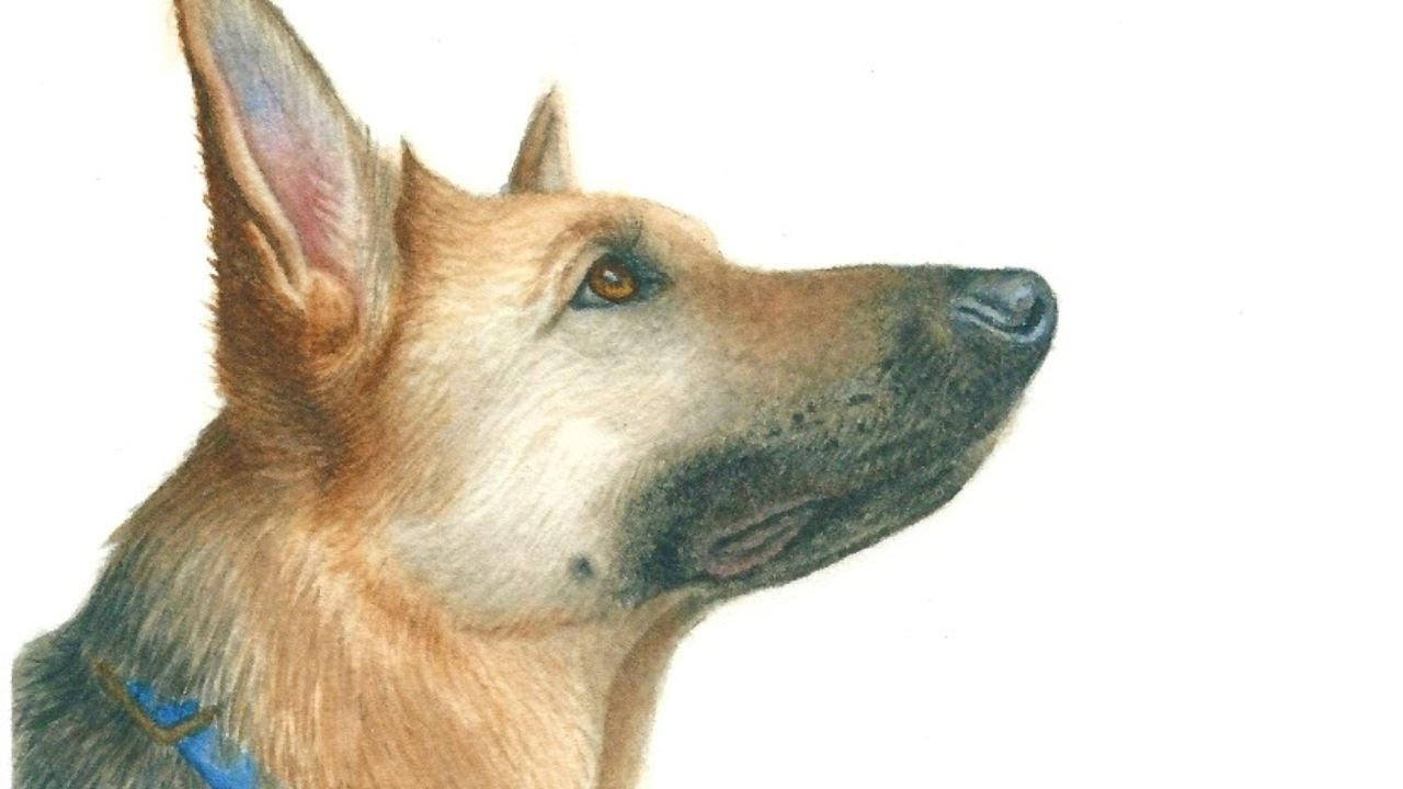 How to Paint a Realistic German Shepherd Dog in Watercolor