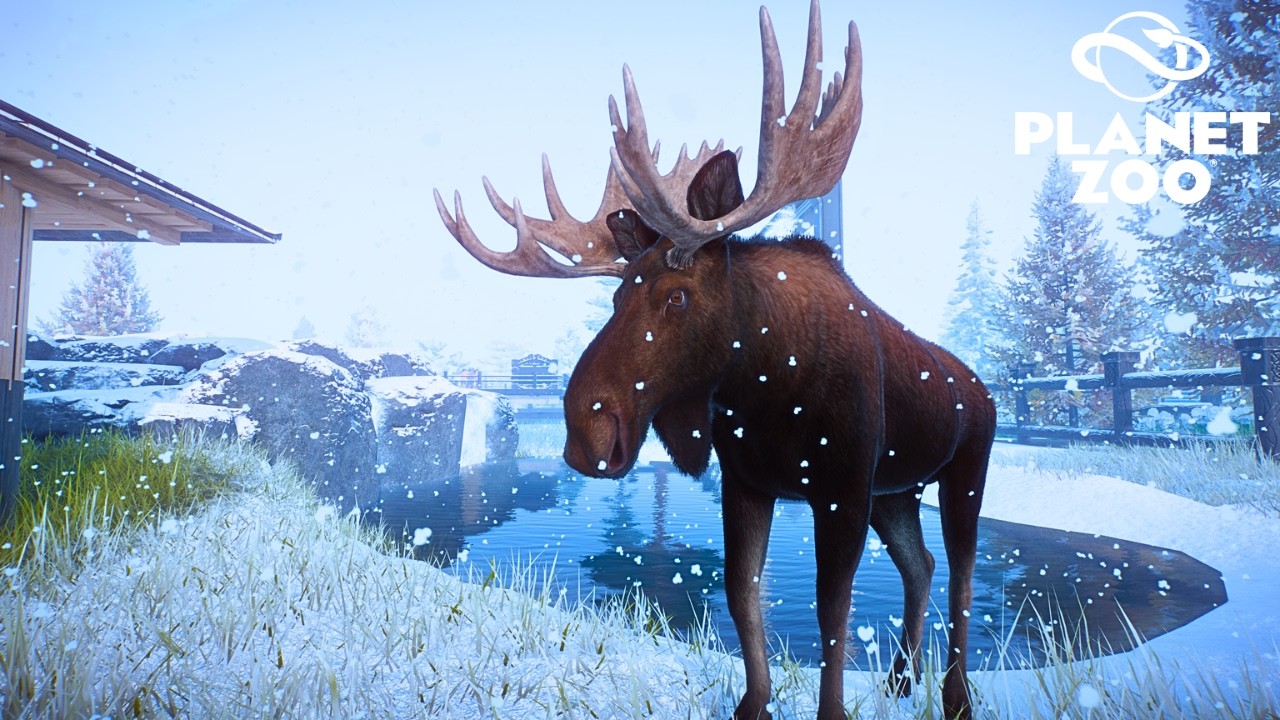 Making a Moose Breeding habitat for a Winter Zoo