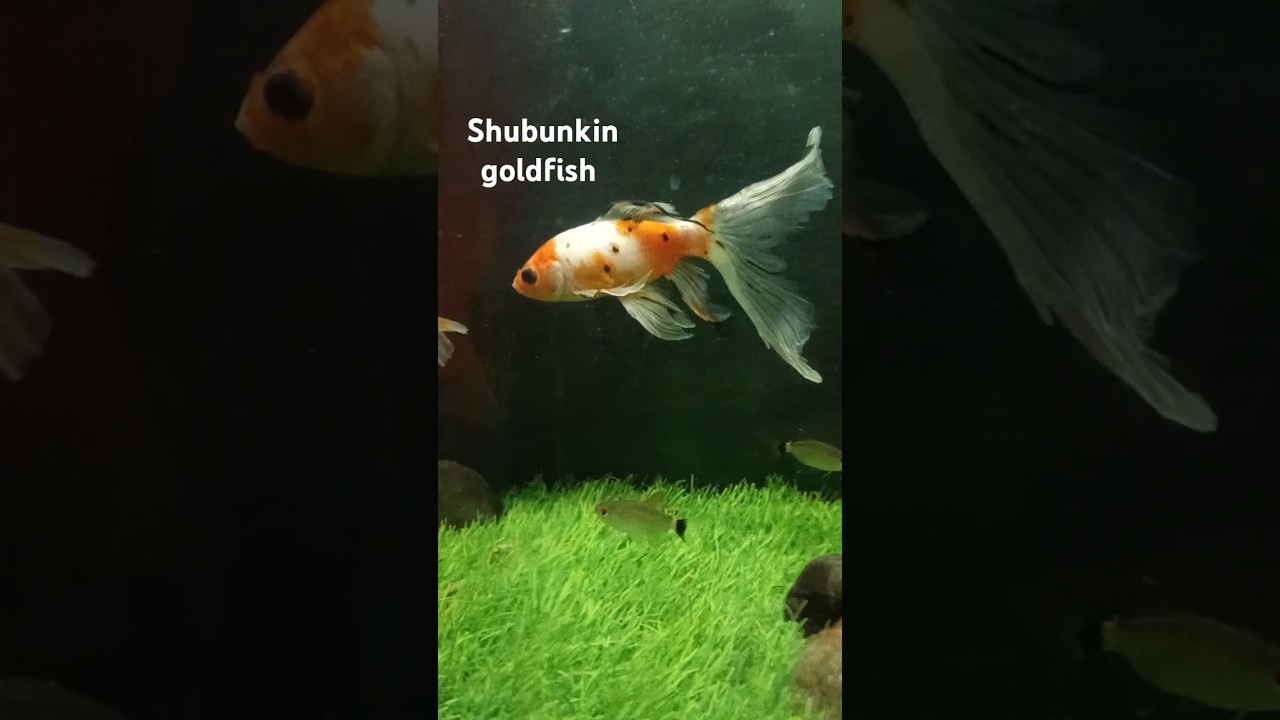 big size shubunkin goldfish ⁉️ #shorts #short #aquarium#indian #goldfish#price #aquariumfish#viral