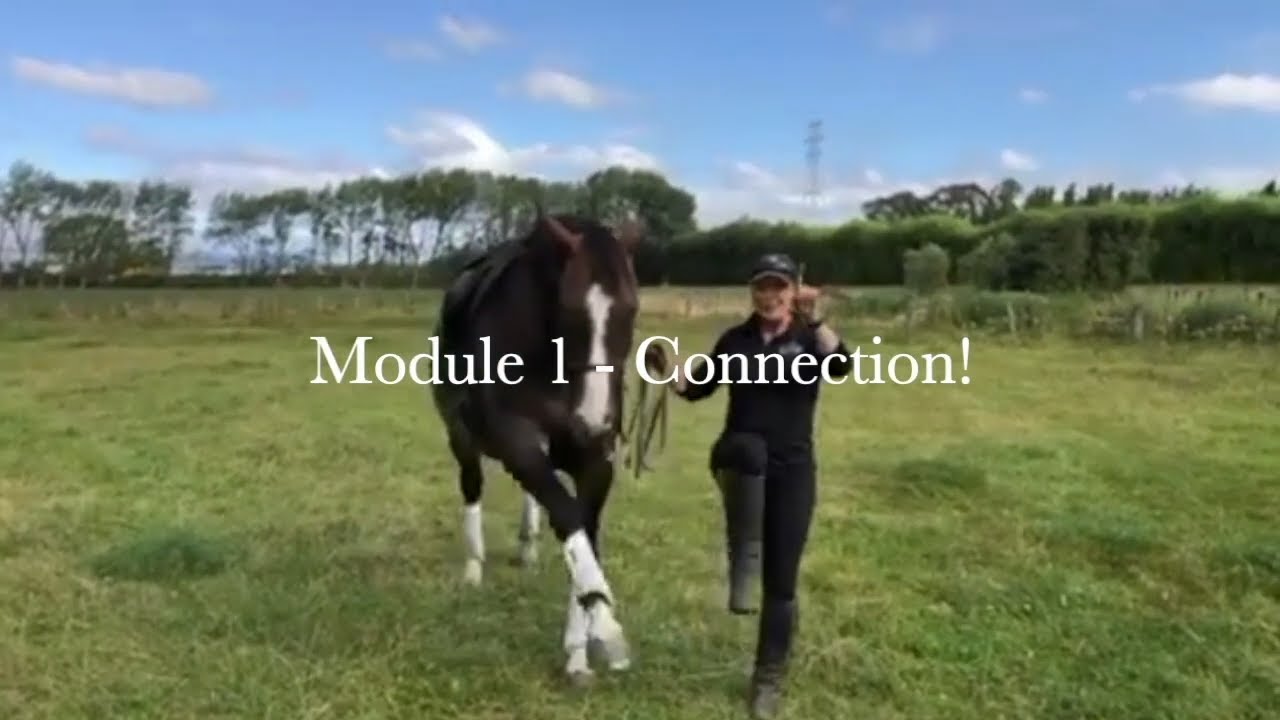 Get Module 1 - Connection Free! (Happy Horse Training)