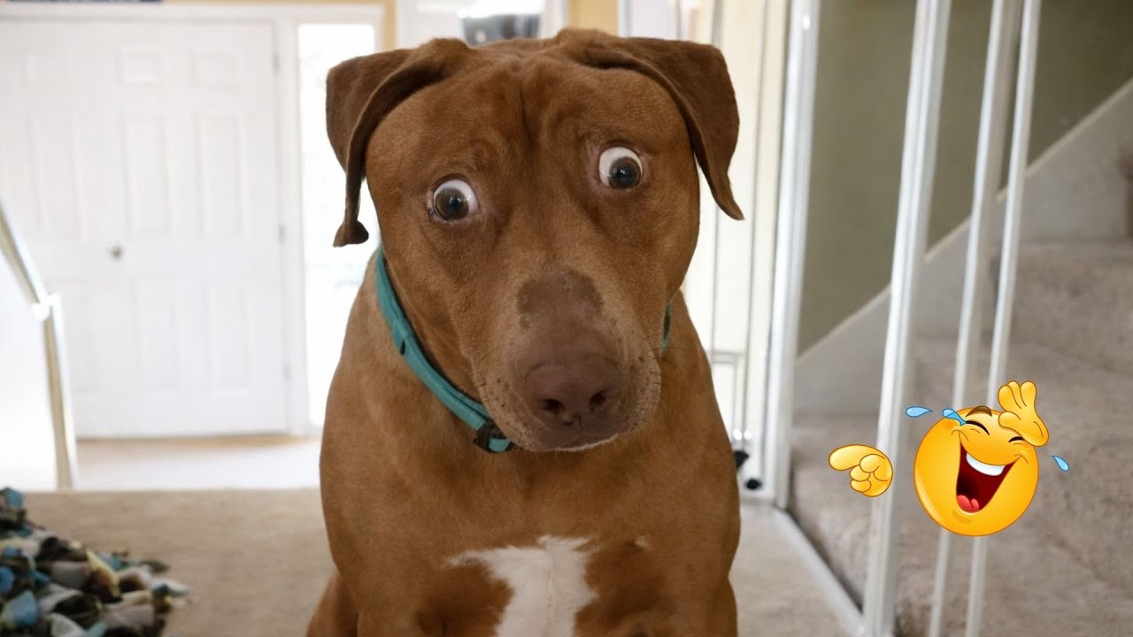 Hilarious Dogs That Will Make You Laugh Instantly 😂🐶 Funny Dog Video 2026