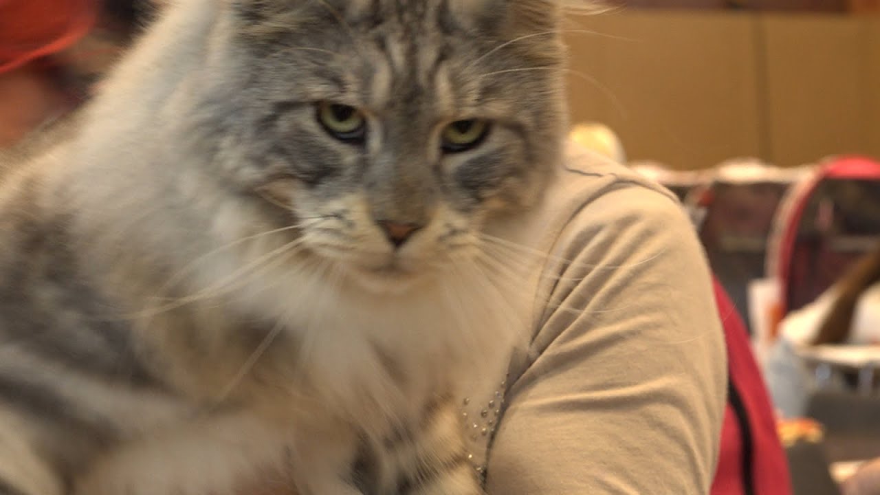 Katzenausstellung in Biedermannsdorf