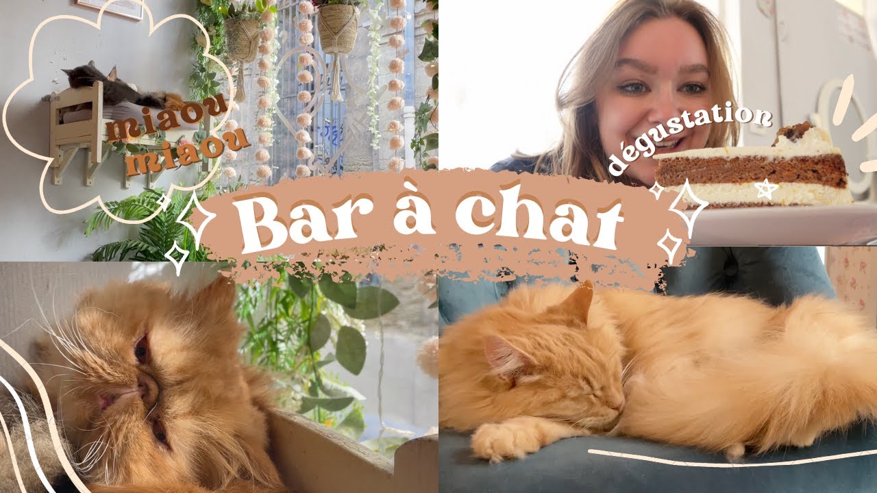je teste un BAR A CHAT 🐱🐈