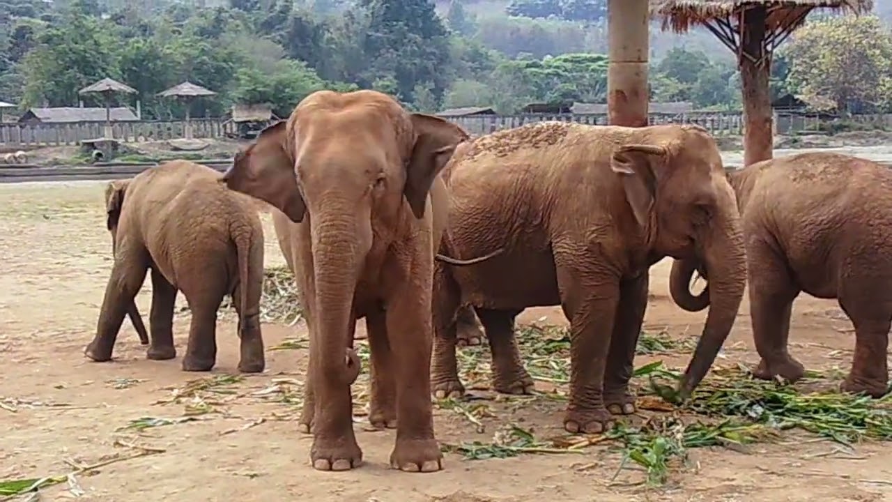 peaceful day in the mountains with elephants 