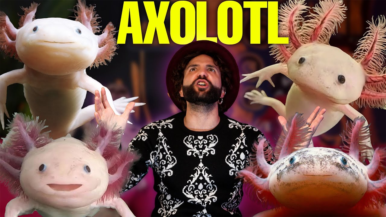 I disagi dell'AXOLOTL