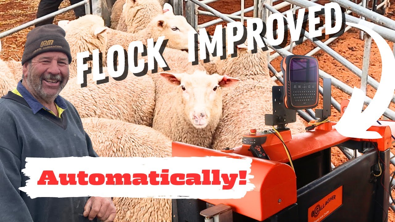 Revolutionizing Sheep Farming: Automated DNA Matching and Drafting