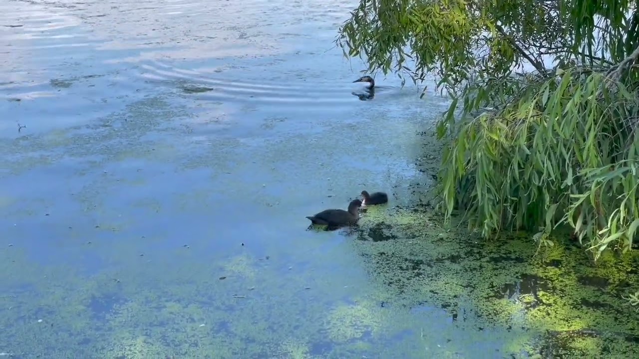 THE ONE AND ONLY COOT  BEING CHASED DOWN BY A PREDATOR