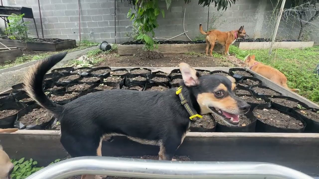Como sembrar Flamboyán, árbol de fuego o tabachín con 15 perritos.