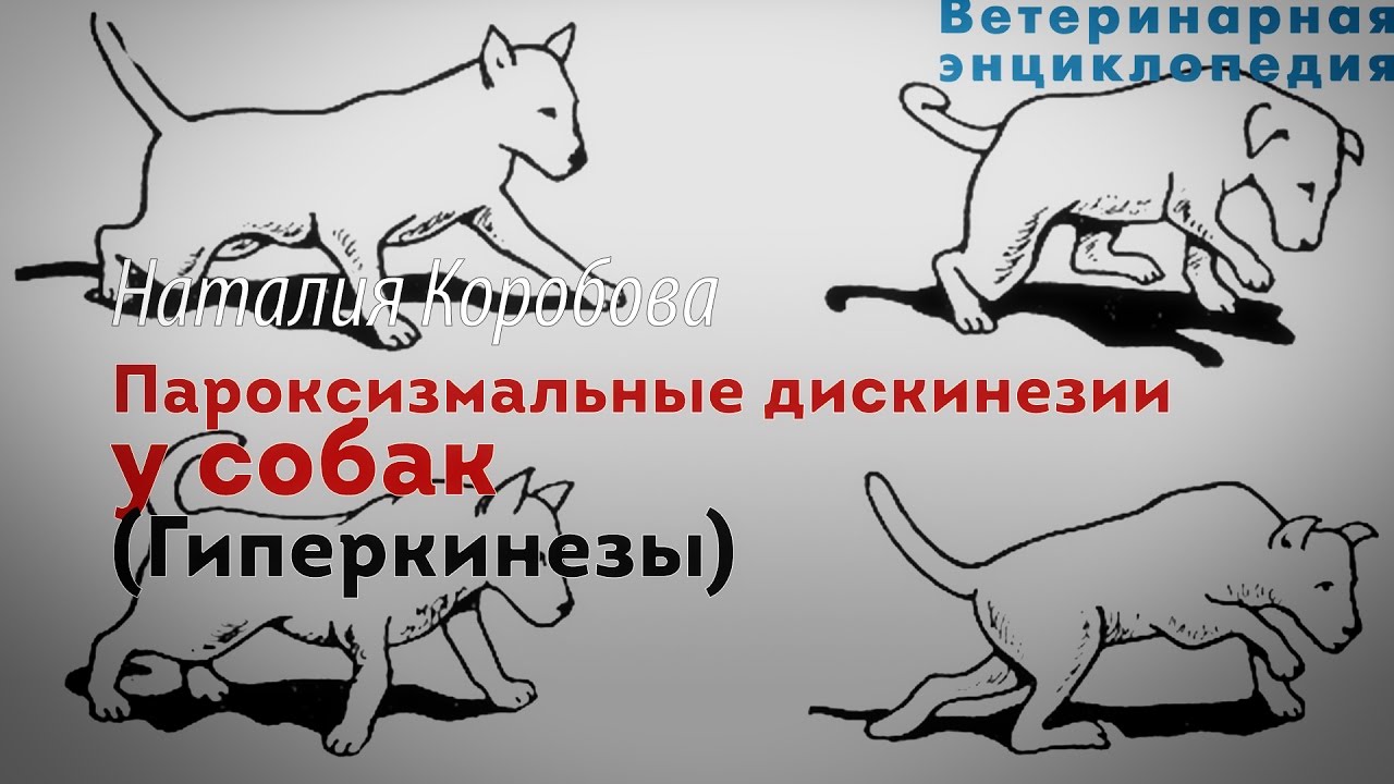 Пароксизмальные дискинезии у собак. Гиперкинезы