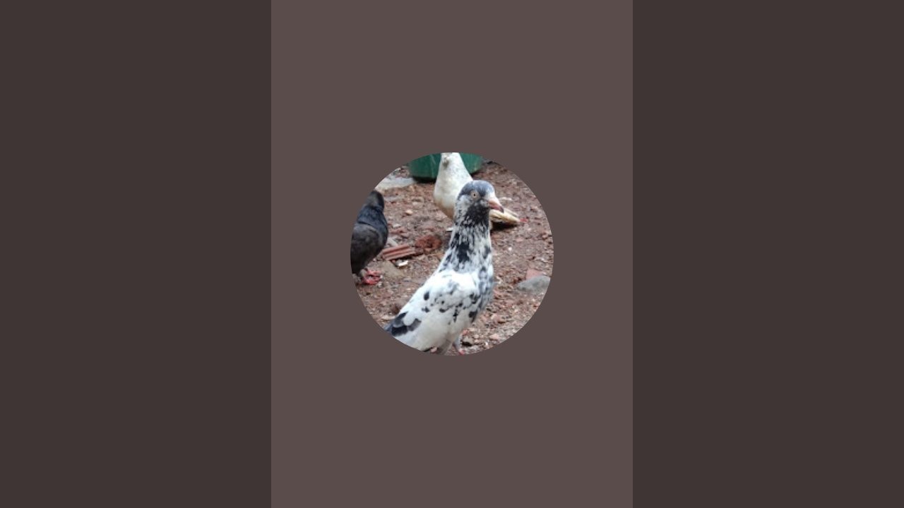 kabutar amazing 🕊️ is live