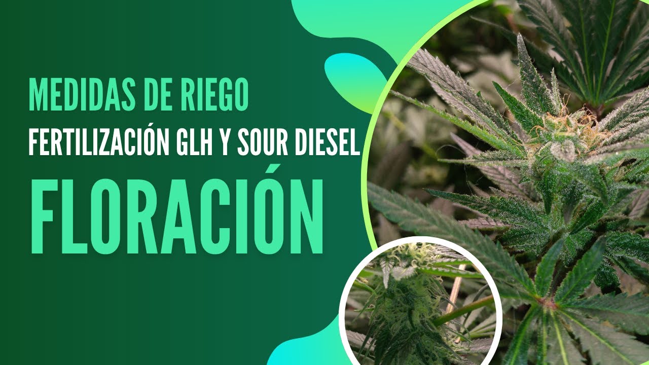 Cultivo Inndoor Sour diesel y Golden Lemon Haze de Seedstockers Pt 03