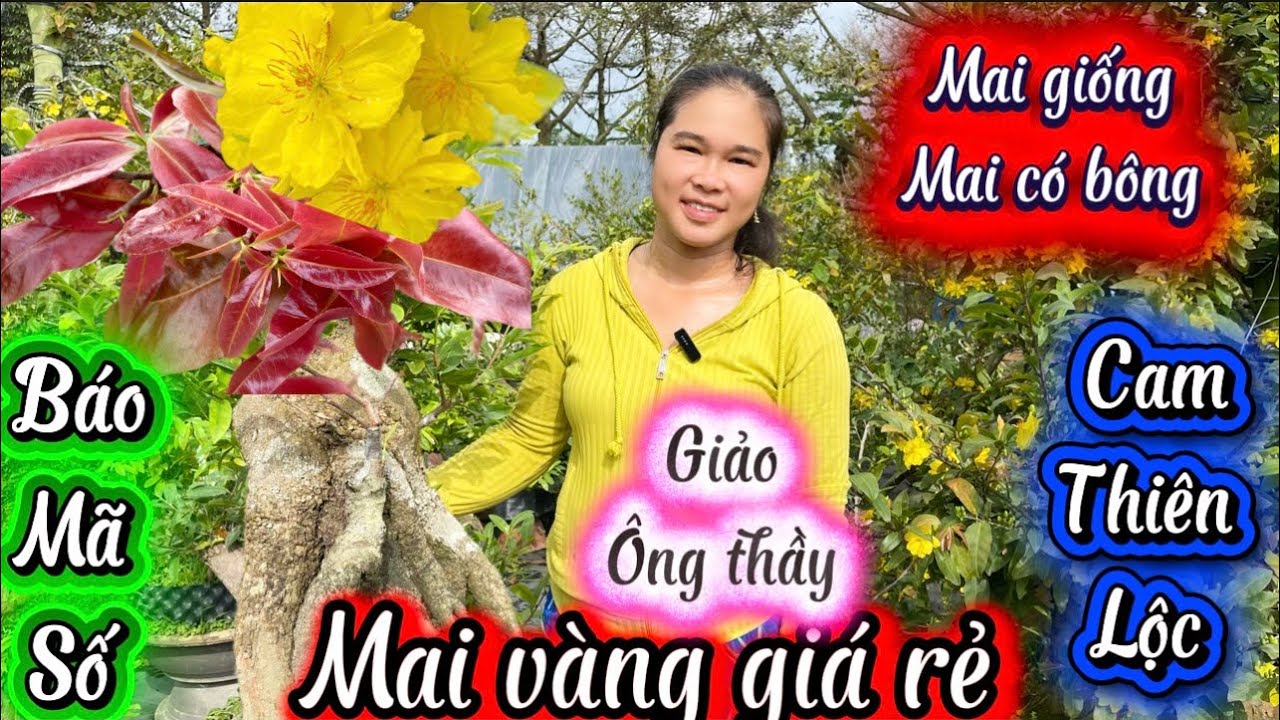 6-3-2026☎️0332.320.656👉Kim tiền 🌲mai màng giá rẻ-mã số giảo ong thay cam thien lộc đế cực đẹp 