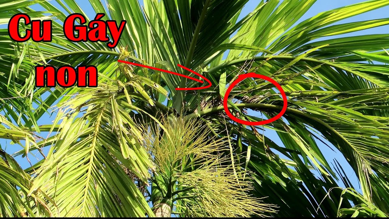 Quay lại thăm mấy TỔ CHIM sau 1 tuần, chim CU G&Aacute;Y non đ&atilde; biết bay chuyền | C&aacute; Mập TV