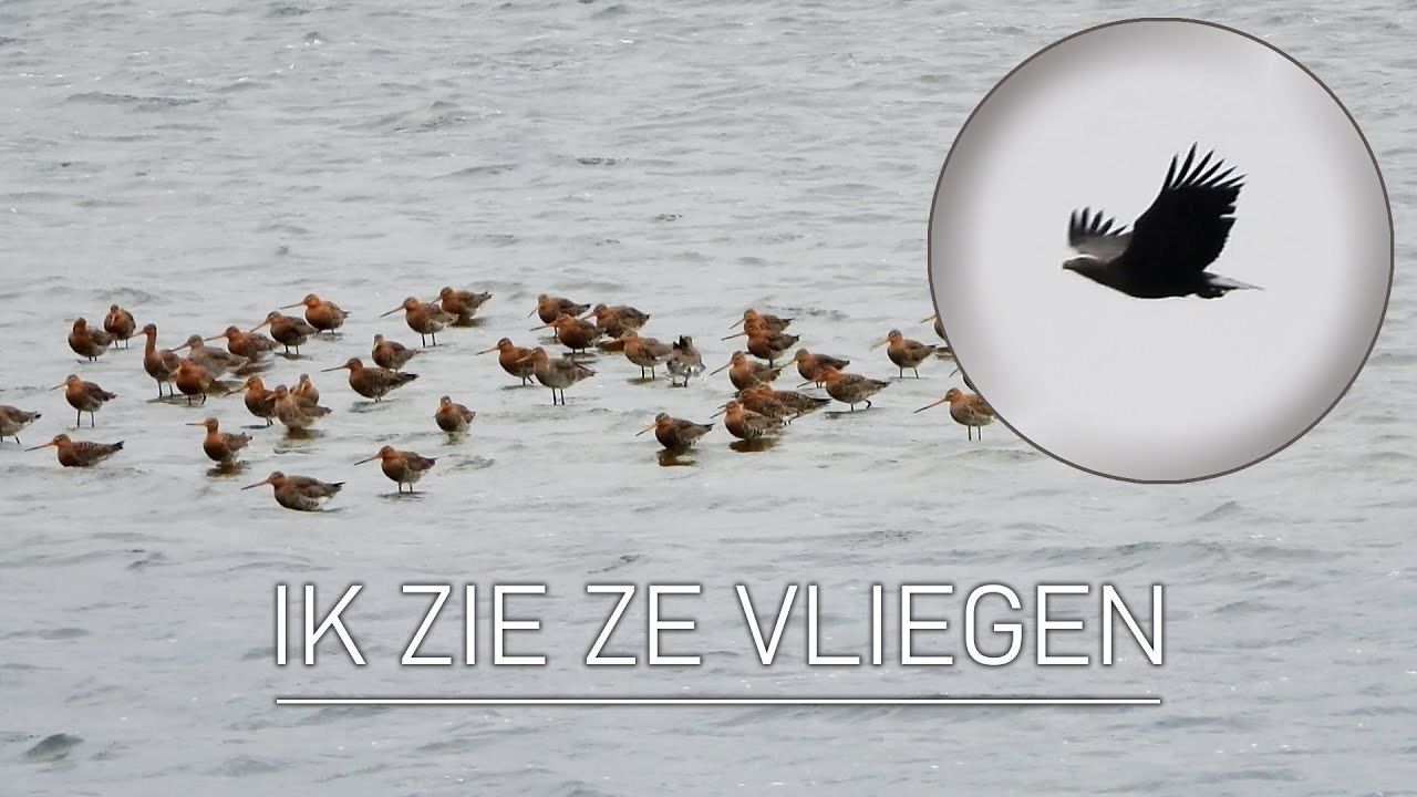 #57 - IK ZIE ZE VLIEGEN