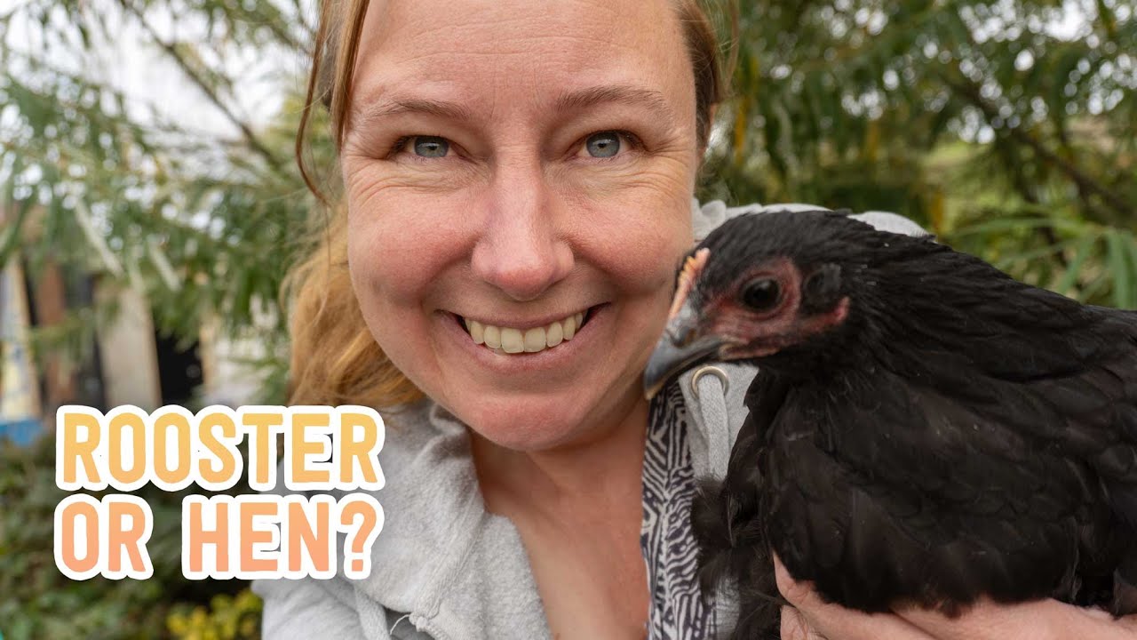 Introducing New Chickens: Will the Old Hens Accept Them?