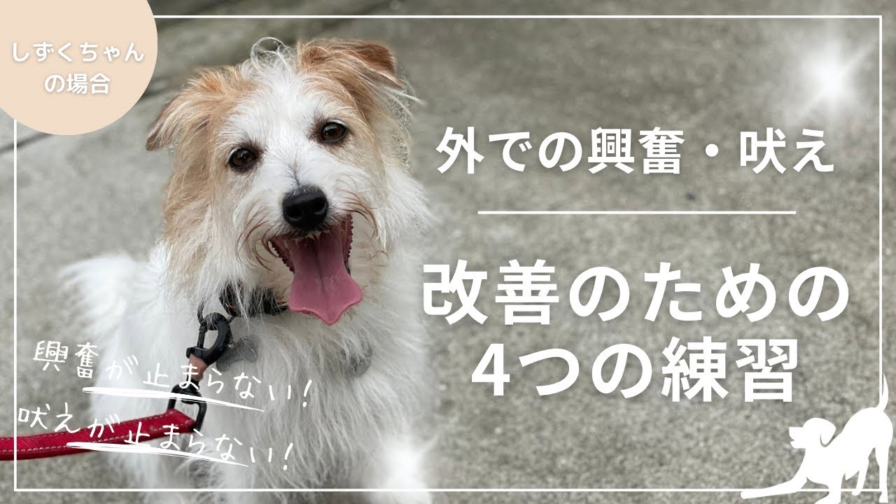 【吠え】【興奮】改善のための4つの練習~しずくちゃんの場合~