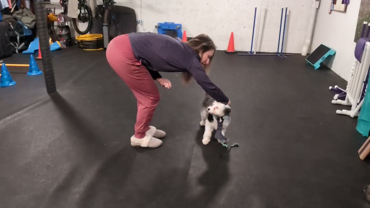 Steve harness training, 