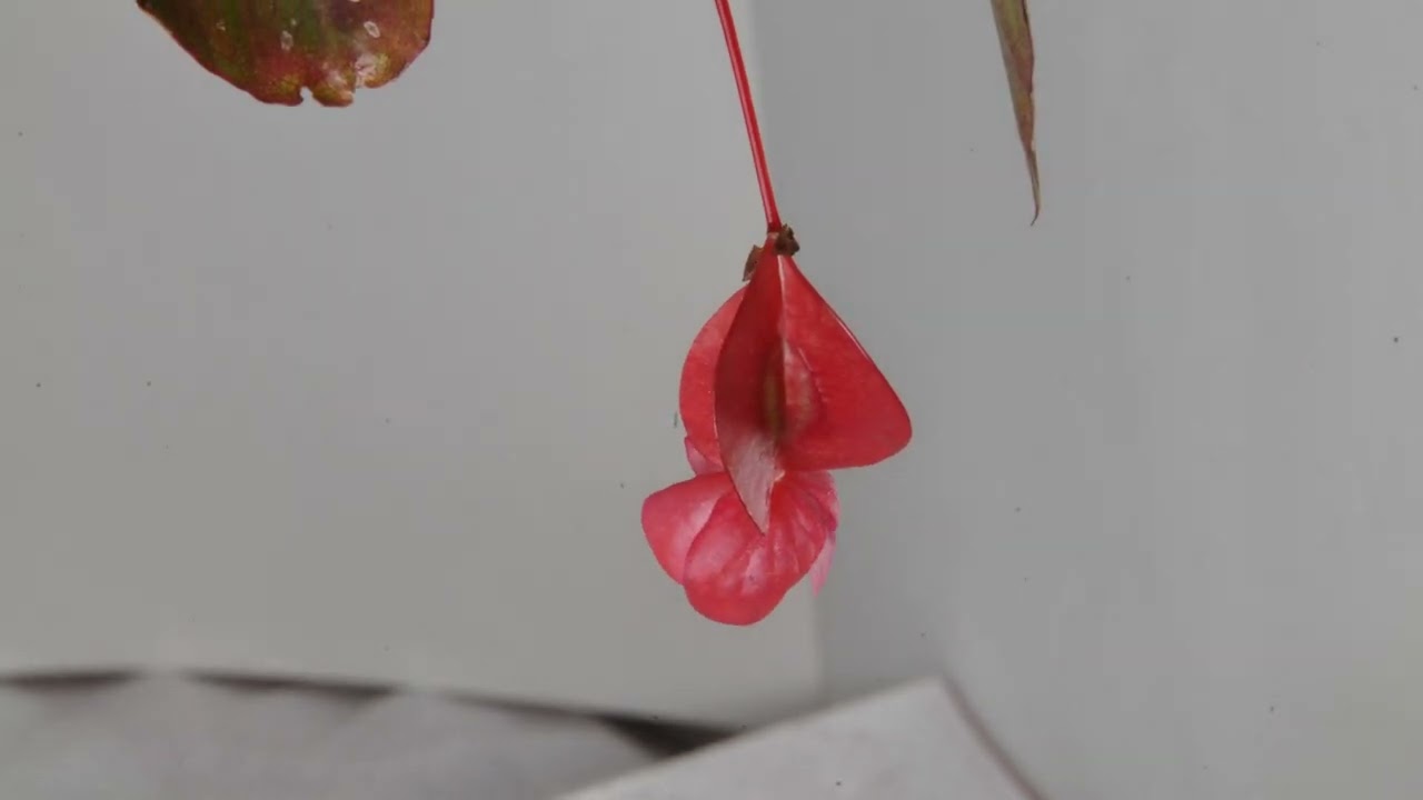Time Lapse Video of Begonia Maculata（斑点秋海棠） in 17 Seconds for 7.3 days