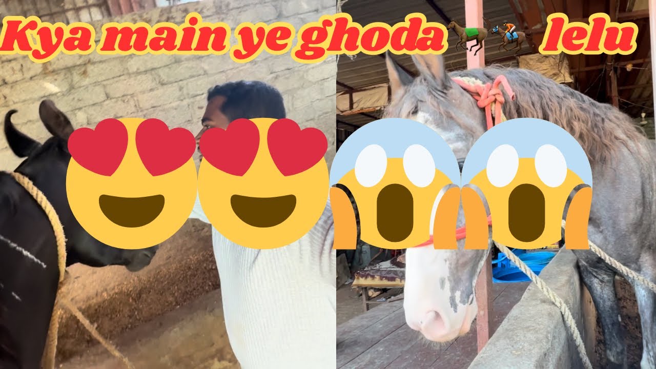 😍😍Kitne khubsurat ghorde 🐎 hai  | Should I Buy It?