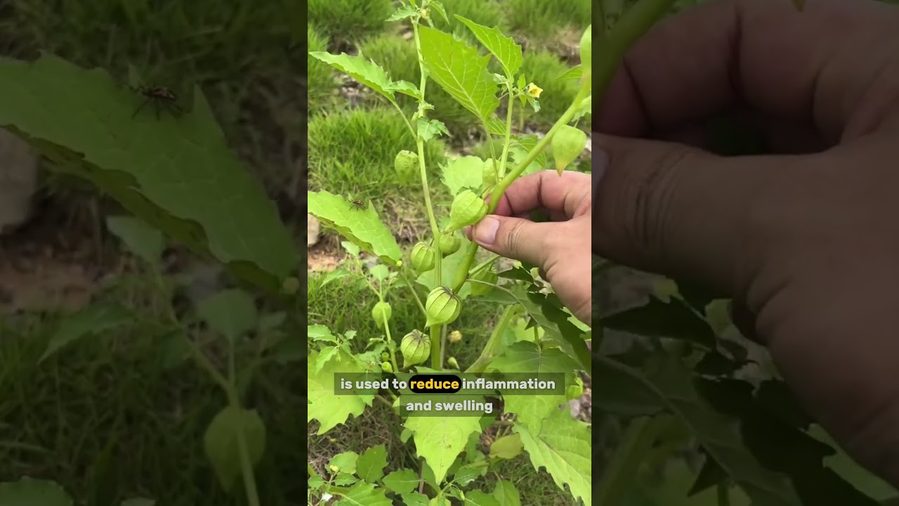 The Medical Benefits of Cutleaf Groundcherry: A Rare Healing Plant You Must Know