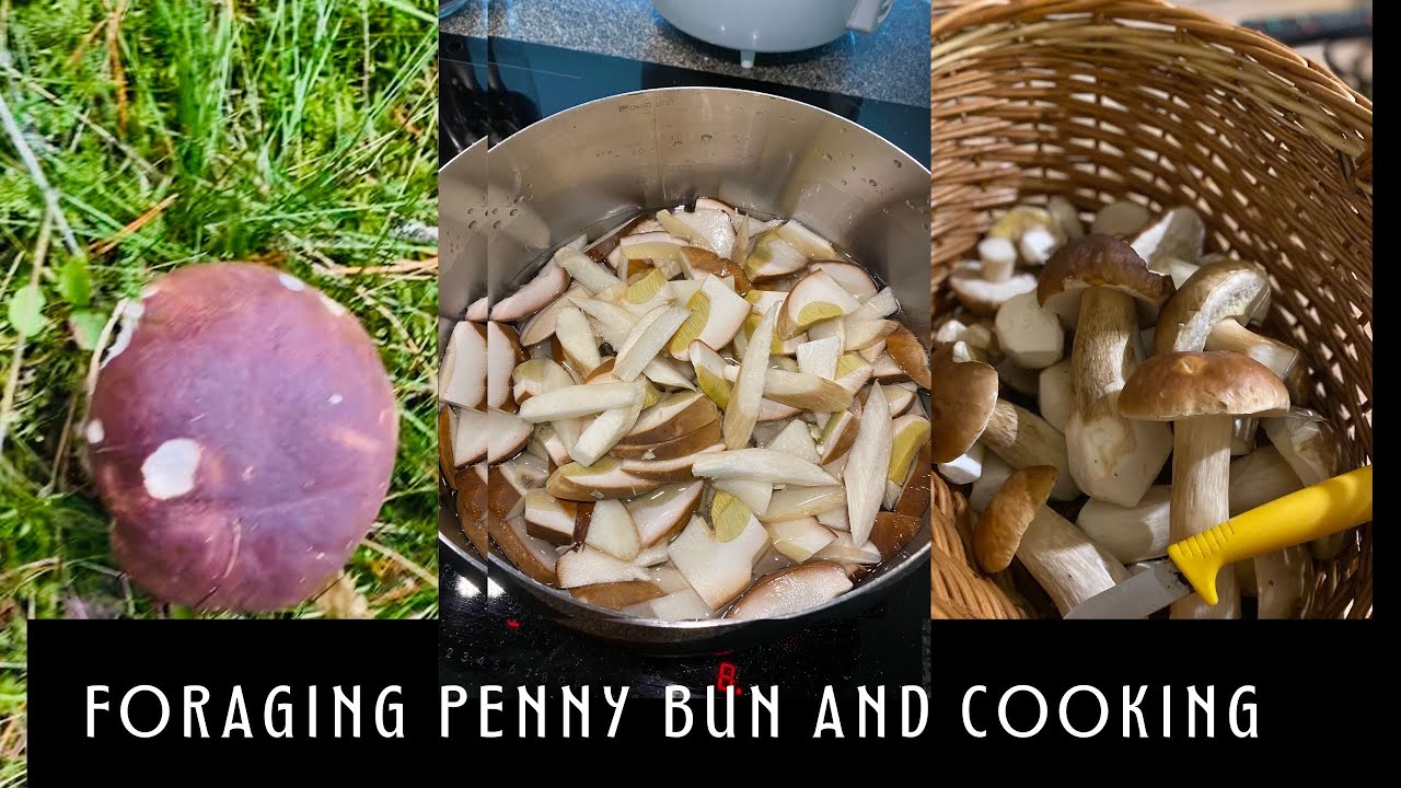 Finding, Seaching, Foraging, And Cooking, Penny Bun Mushrooms (boletus)