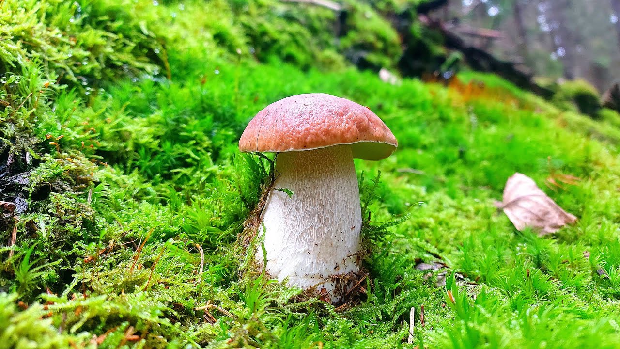 HRÍBY v novembri! Ukončenie sezóny. Huby hríby houby 11/2024