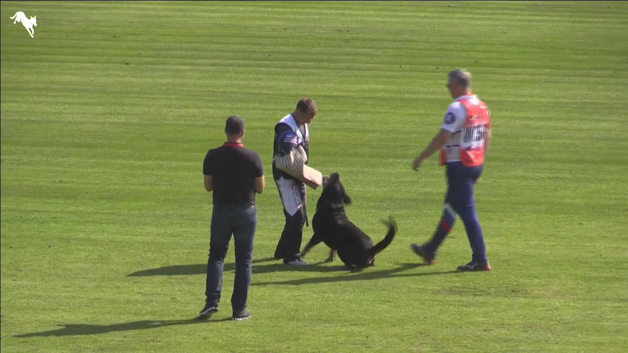 Cid vom Rottberg   29  FCI WM 2019   IGP3   C 90