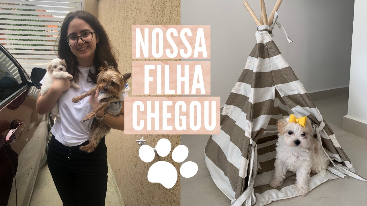 VLOG PRIMEIRO DIA DA MASHA COM A GENTE (nossa maltês) | Isabelle Oliveira
