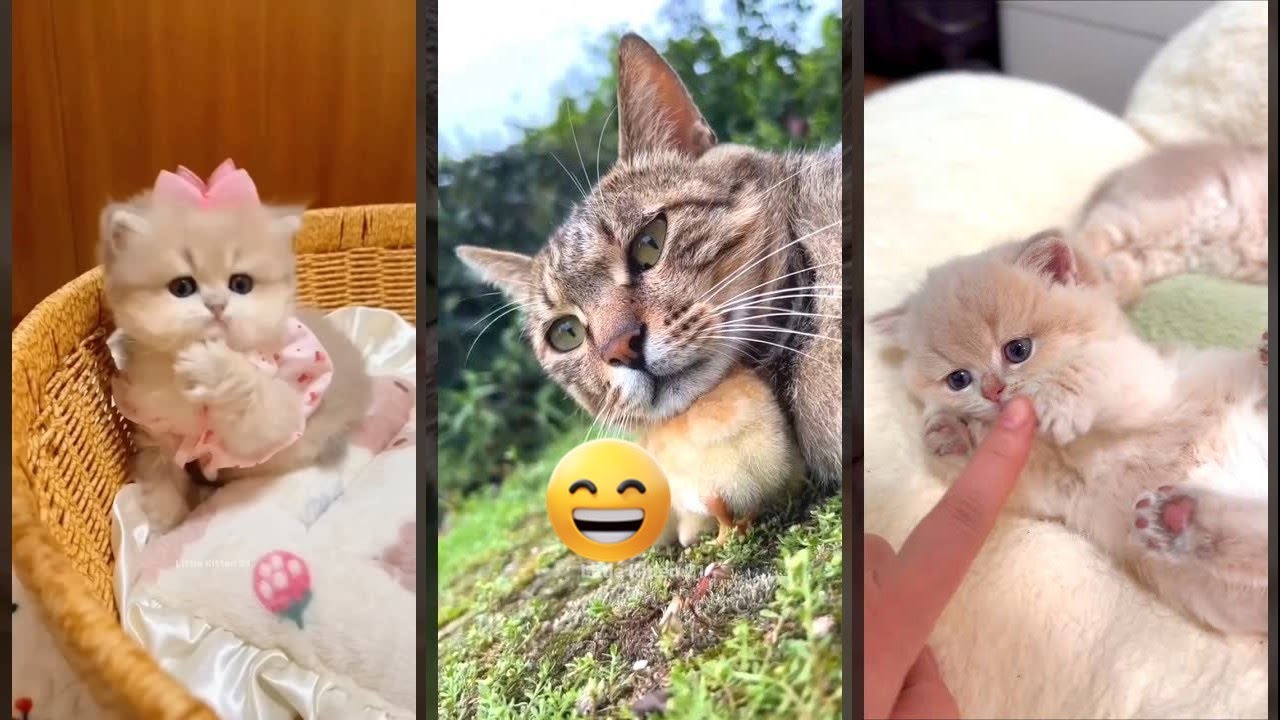 Funniest Cat 😹 Cat Fight 🥰 #FunnyCats Episode 3298