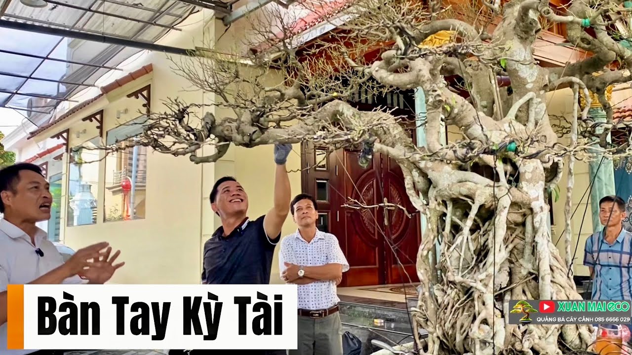 Bàn Tay Kỳ Tài – Chạm Đến Hồn Cây.  #caycanhdep #uoncaycohon