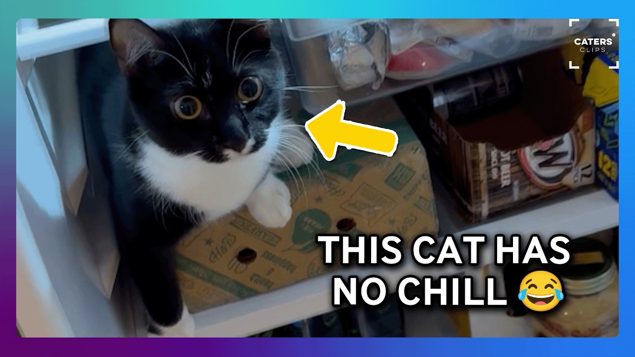 Cat can’t resist climbing into fridge