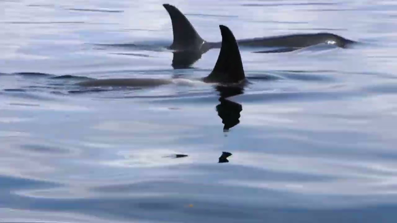 Orcas in Hoonah AK