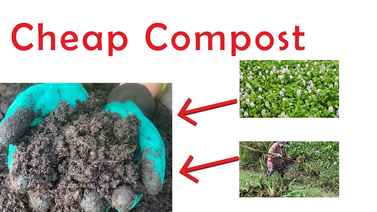 Make water hyacinth compost at home